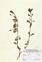 藏品(過江藤)的圖片